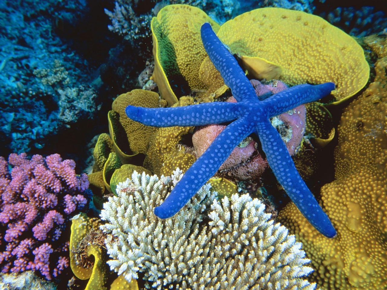 Blue Starfish