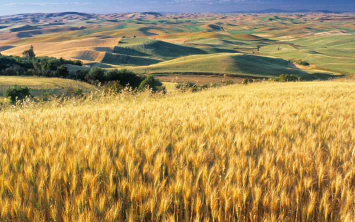 Wheat Field