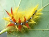 Caterpillar