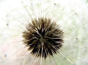 Dandelion Macro