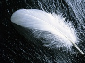 Feather