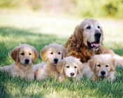 Dogs Family