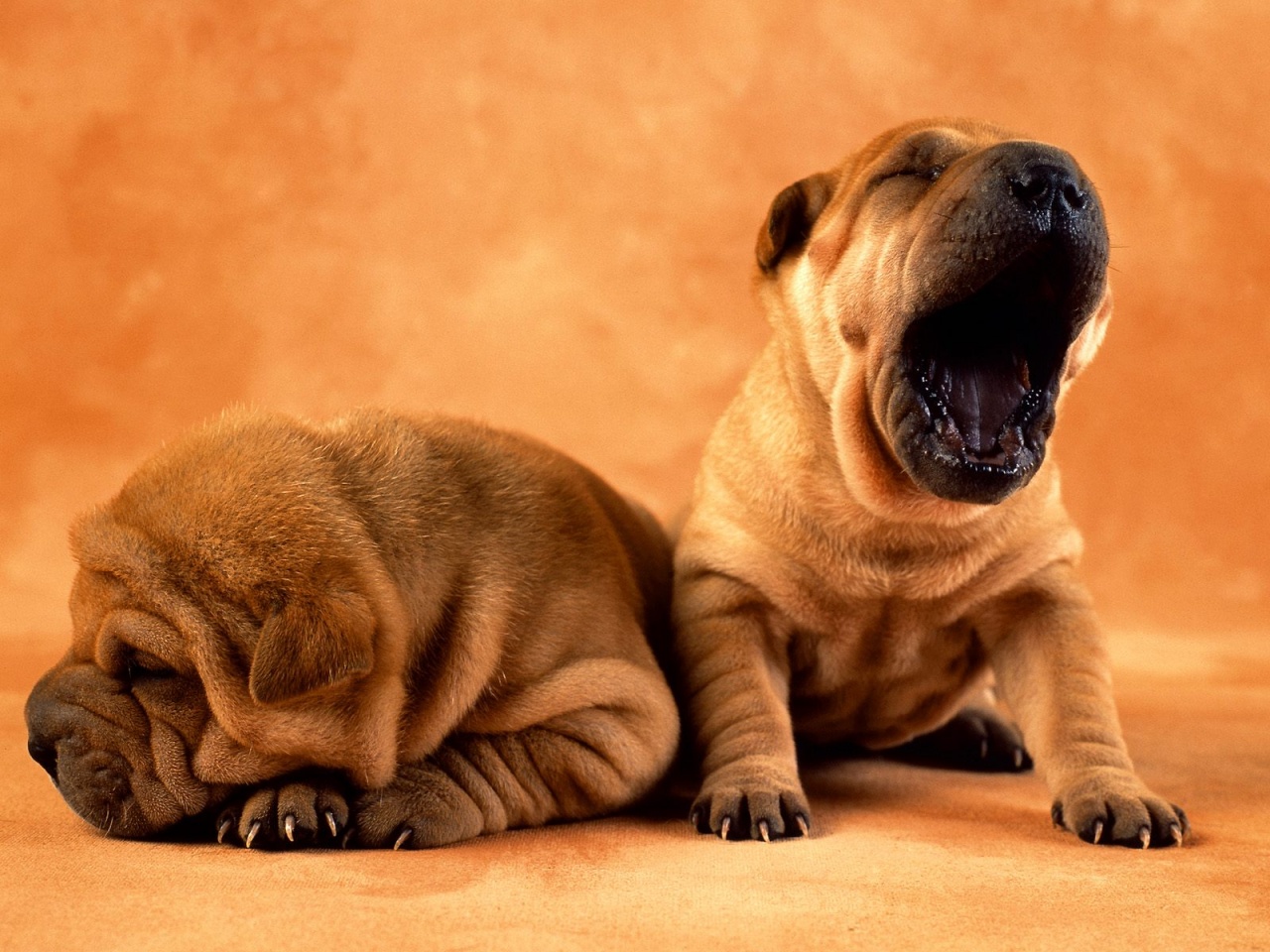 Sleepyhead Puppys