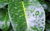 Green Leaf With Big Water Drops