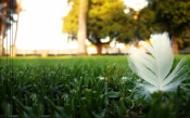 Feather in Grass