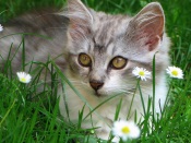 Kitty in Grass