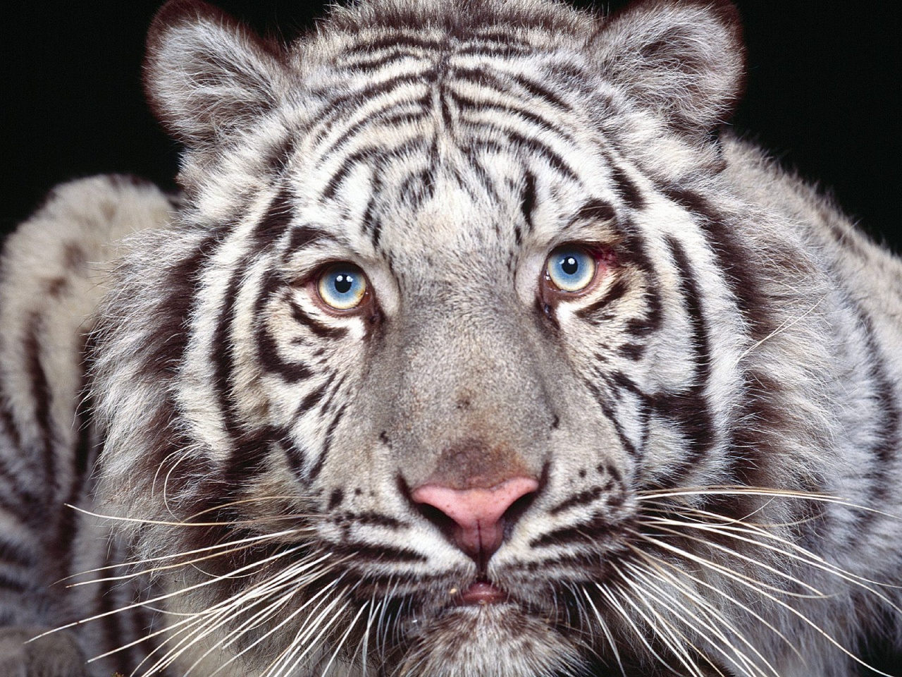 White Tiger With Blue Eyes