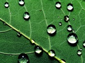 Water Drops