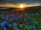 Decline on Flowers Field