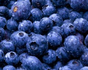 Bilberry