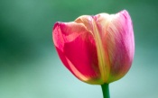 Pink Tulip