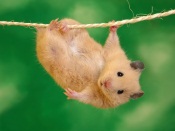 Funny Hamster