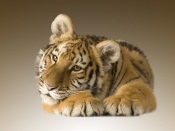 Cute Little Tiger