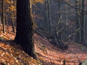 Mysterious Autumn Forest