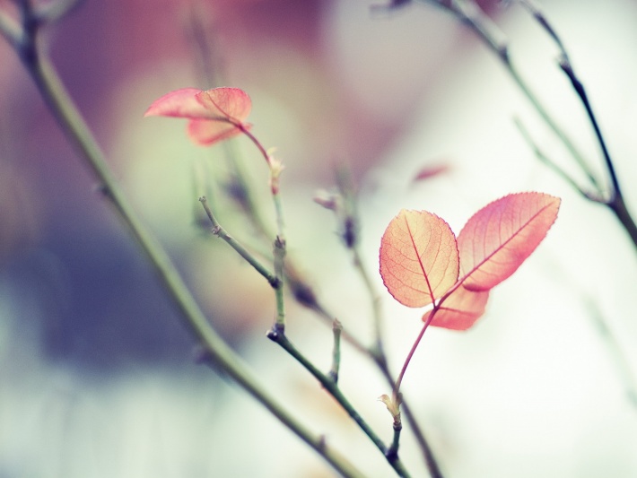 Pink Leafs