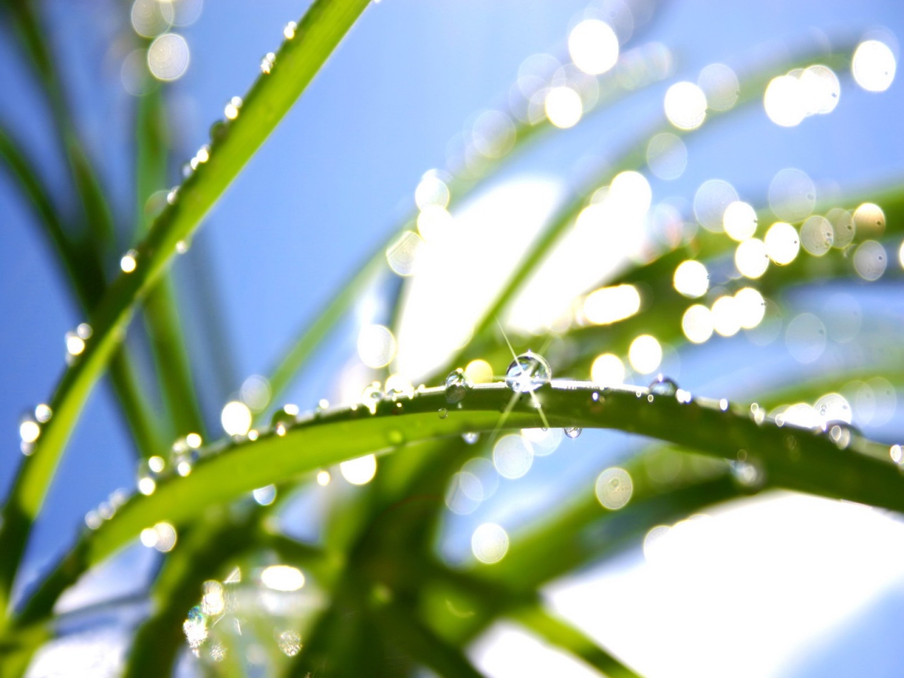 Sunshine Water Drops