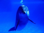 Dolphin