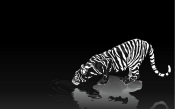 Tiger, Black and White