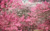 Sakura in Japan