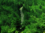 Road in Forest