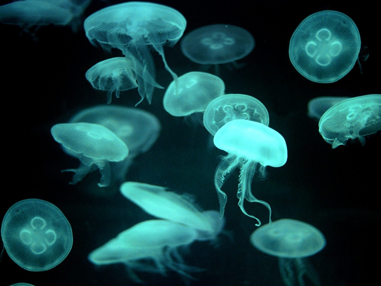 Jellyfishes X-ray