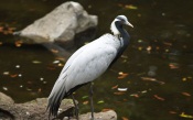 A friend of a crane, Japan