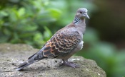 A rufous turtledove, Japan