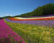 Farm Tomita, Japan