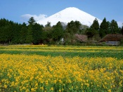 Fuji at Snow, Japan