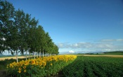 Hokkaido Landscape in Japan