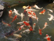 Japan Carps