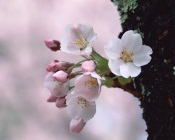 Japanese Cherry, Japan