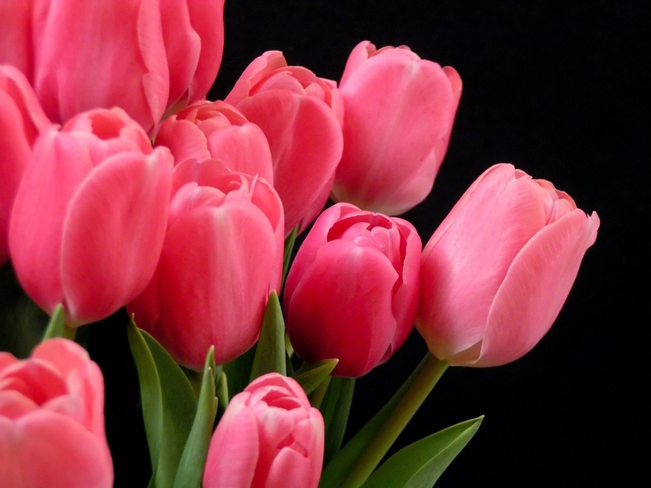 Pink Tulips Bouquet