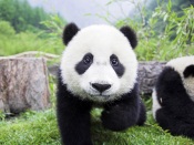 Little Panda