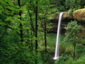 Waterfall, Deep in the Forest