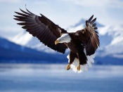 Flying Eagle