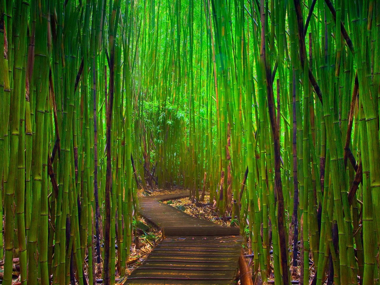 Very Green Bamboo