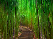 Bamboo