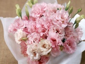 Pink Flowers