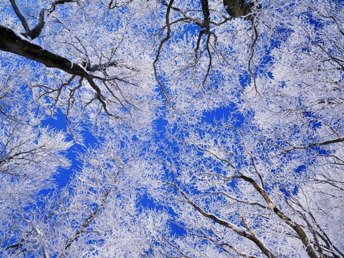 Winter Forest