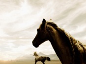 Horses