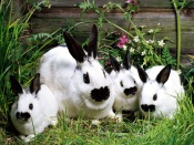 Rabbits Family