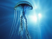 Jellyfish