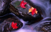 Red Maple Leafs