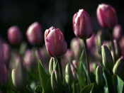 Pink Tulips