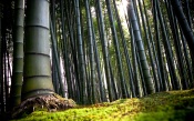 Tall Bamboo