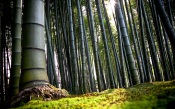 Bamboo Forest