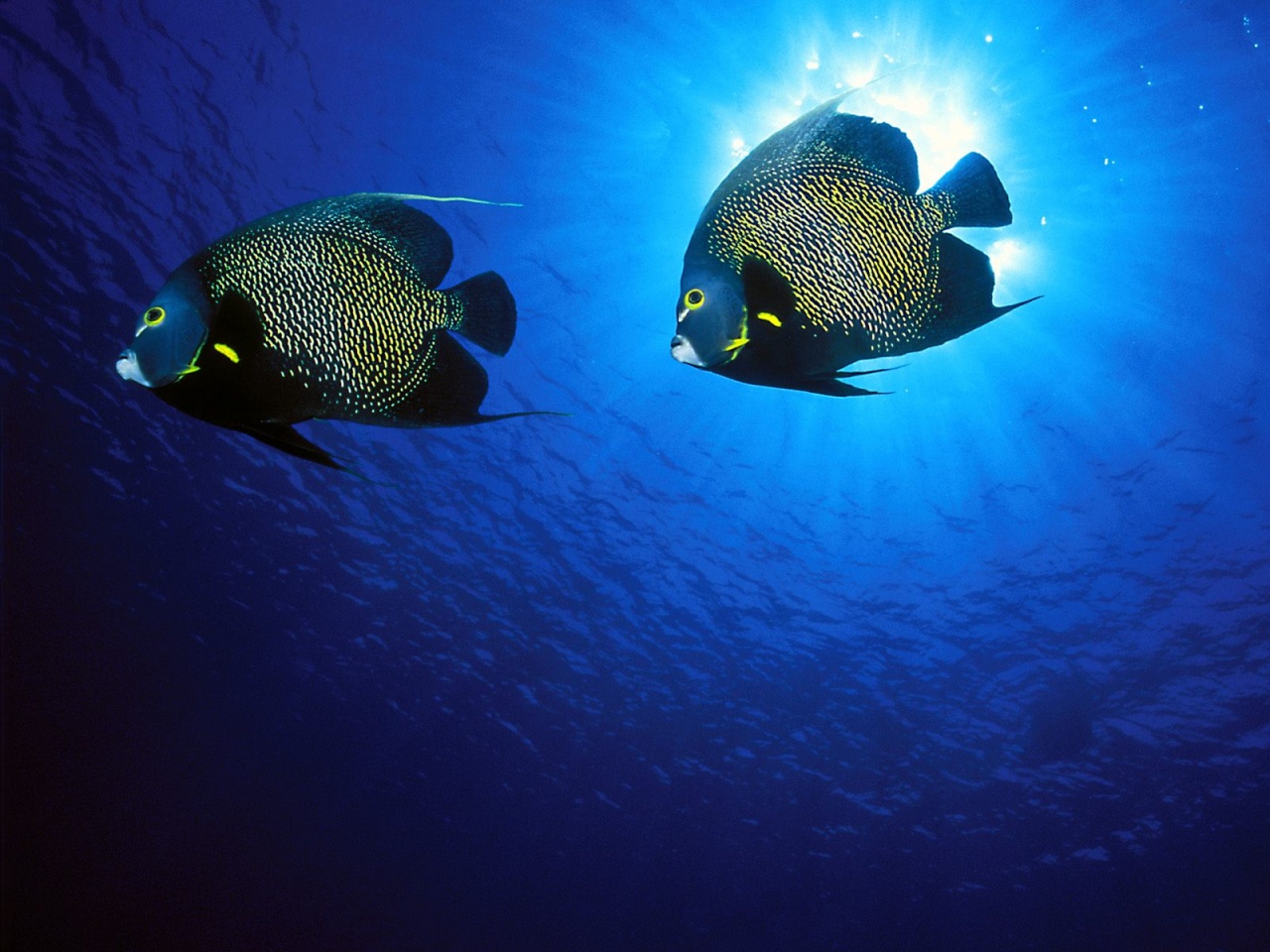 Angel Fish