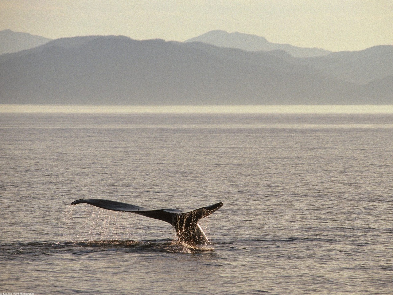 Killer Whales Tail