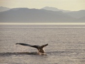 Killer Whales Tail